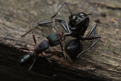 Rhytidoponera metallica