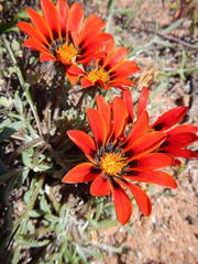 Gazania leiopoda