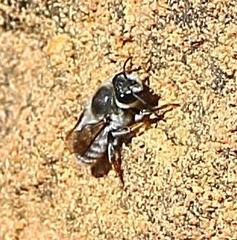 Megachilini