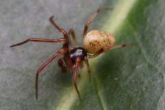 Anelosimus pratchetti