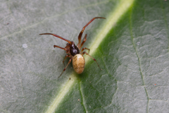 Anelosimus pratchetti