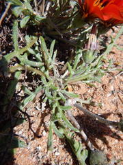 Gazania leiopoda