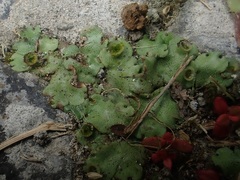 Marchantia paleacea
