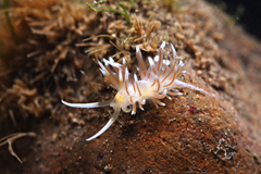 Cratena