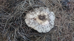 Basidiomycota