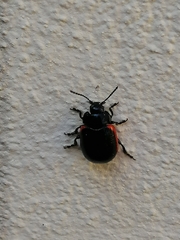 Chrysolina sanguinolenta