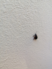 Chrysolina sanguinolenta