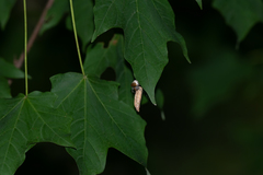 Mastophora phrynosoma