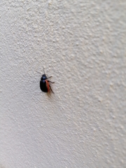 Chrysolina sanguinolenta