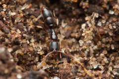 Ponerinae