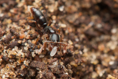 Ponerinae