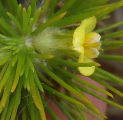 Aspalathus alopecurus