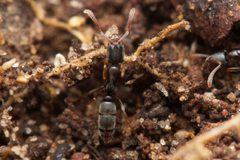 Ponerinae