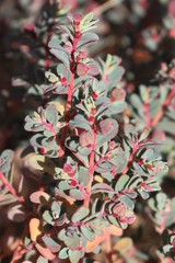 Euphorbia drummondii