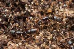 Ponerinae