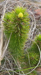 Aspalathus alopecurus