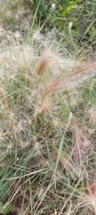 Hordeum jubatum