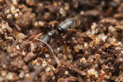 Ponerinae