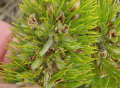 Aspalathus alopecurus