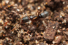 Ponerinae