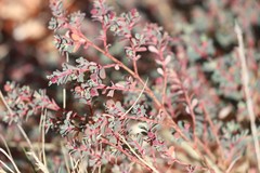 Euphorbia drummondii