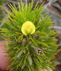 Aspalathus alopecurus