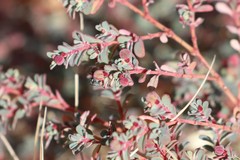 Euphorbia drummondii