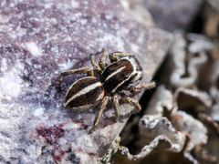Attulus talgarensis