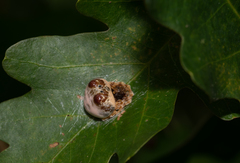 Mastophora hutchinsoni