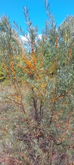 Hippophae rhamnoides