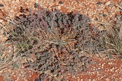 Euphorbia drummondii