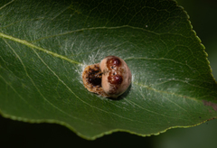 Mastophora hutchinsoni