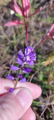 Polygala hybrida