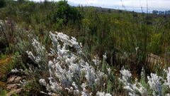 Eriocephalus racemosus racemosus