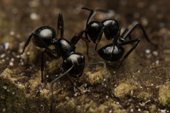 Polyrhachis pilosa
