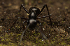 Polyrhachis monteithi