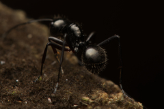 Polyrhachis monteithi