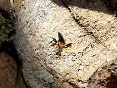 Apis mellifera capensis