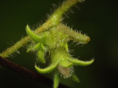 Ipomoea eriocarpa