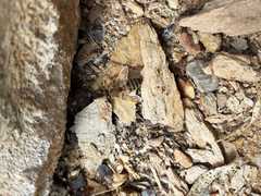 Apis mellifera capensis
