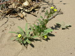 Camissoniopsis micrantha