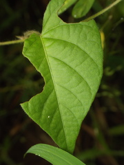 Ipomoea eriocarpa