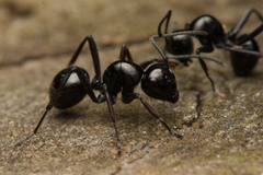 Polyrhachis pilosa