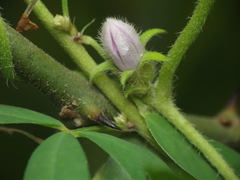 Ipomoea eriocarpa