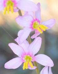 Ixia scillaris scillaris