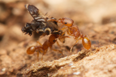 Tetramorium simillimum