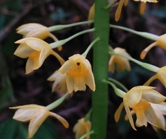 Calanthe formosana