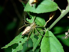 Oxyopes sertatoides