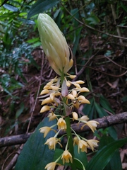 Calanthe formosana