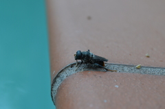 Malometasternum rufocaudatum